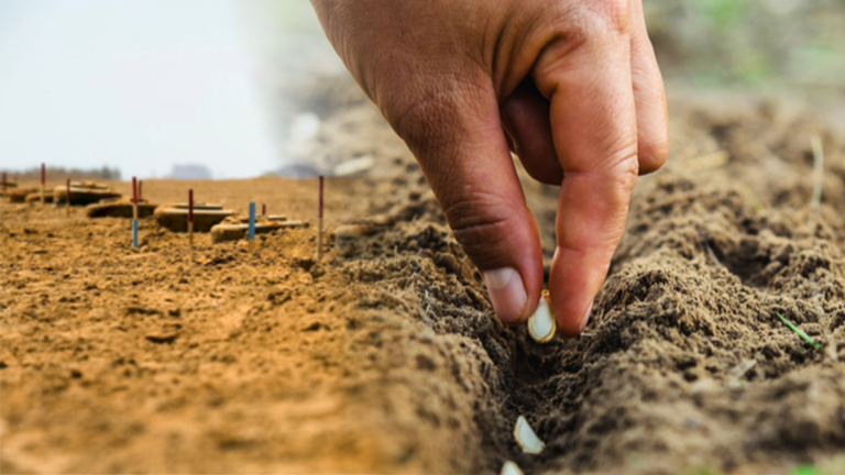 Minefield transforms into fertile soil for communities